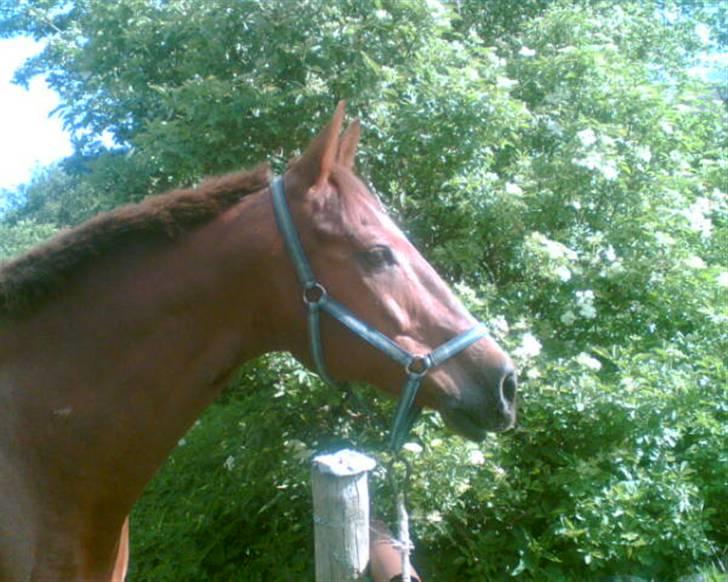 Dansk Varmblod Firaz - Firaz i profil.. billede 7