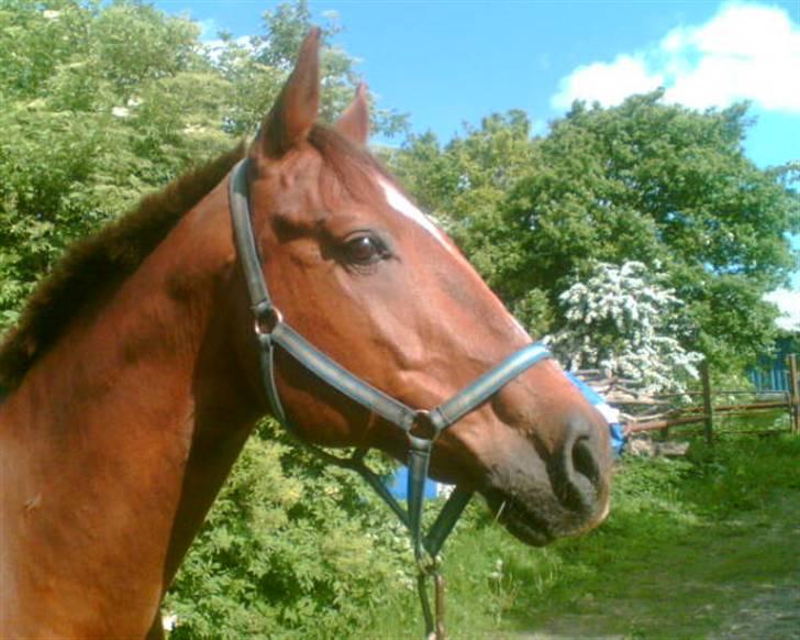 Dansk Varmblod Firaz - Firaz igen igen... billede 8