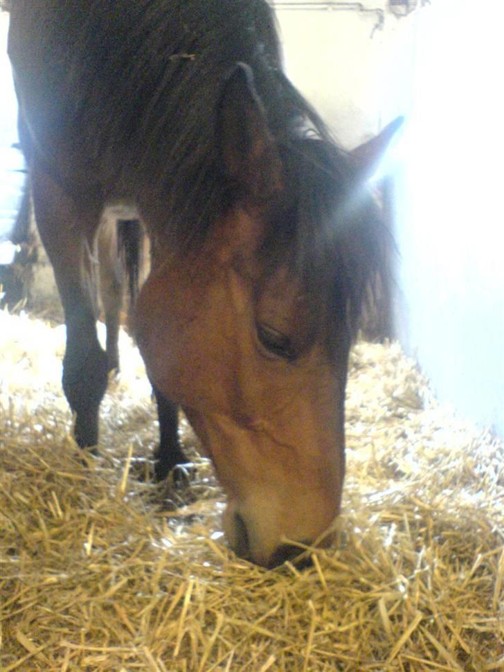 Anden særlig race Don Juan "Gammel part" billede 7