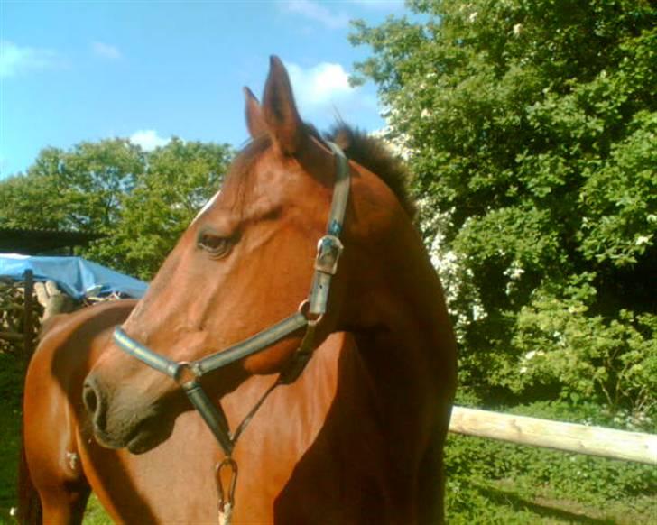 Dansk Varmblod Firaz - Og her den dejlige dreng igen... billede 9