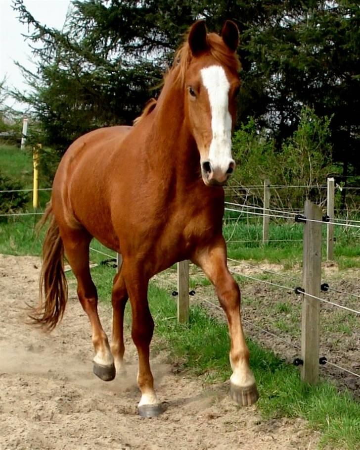 Frederiksborg <3 Lotte (Krone 1) <3 - 28-04-08 billede 15