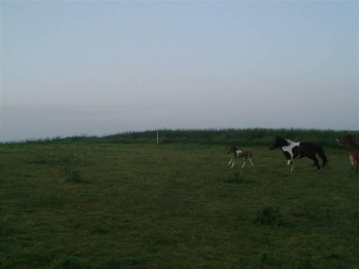 Shetlænder bianca /R.I.P billede 13