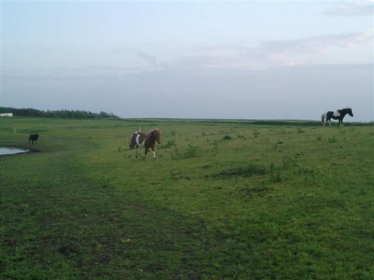 Shetlænder max (solgt9 billede 7