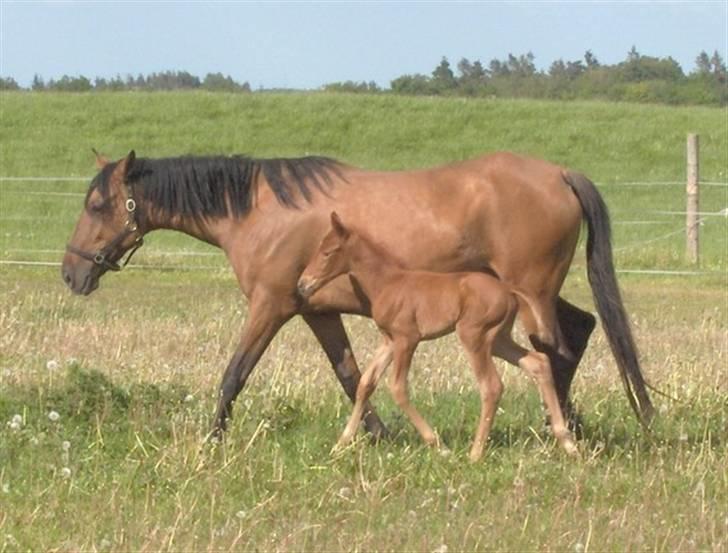 Lusitano Chanell * Solgt * billede 11