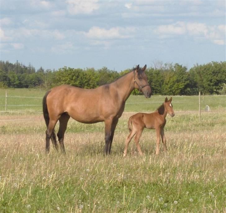 Lusitano Chanell * Solgt * billede 12