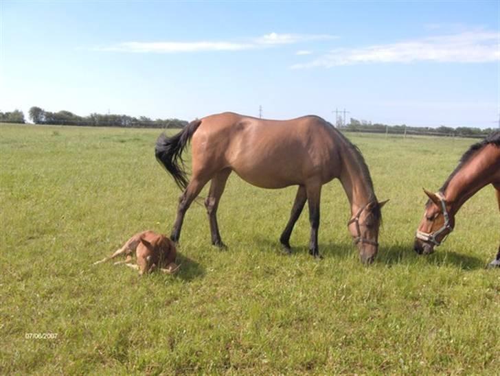 Lusitano Chanell * Solgt * billede 14