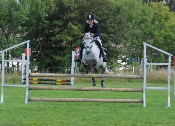 Tysk Sportspony *LONIA* billede 2