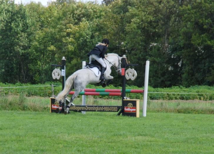 Tysk Sportspony *LONIA* - LA billede 4