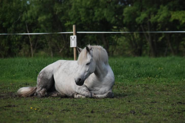 Tysk Sportspony *LONIA* billede 5