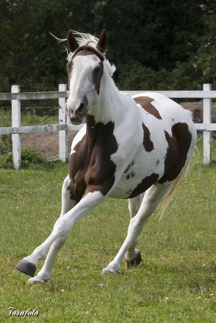 Pinto Bonanza (Baby) **død** billede 8