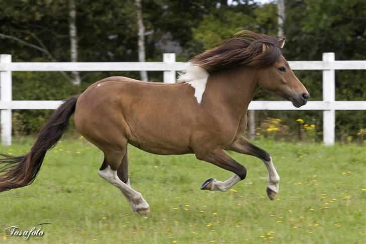 Islænder Sunshine **solgt** - sommer 2007.. det er mig de kalder lynet:P billede 8