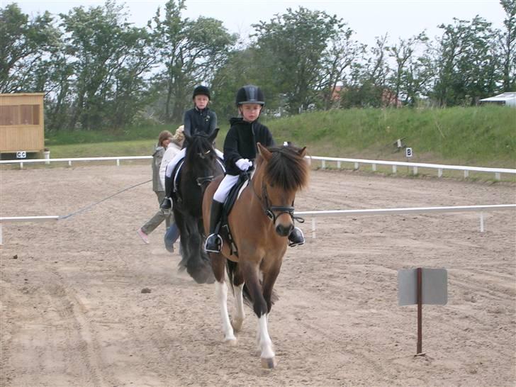 Islænder Sunshine **solgt** - sommer 2006..jeg kan da også føre mig lidt frem;) billede 9