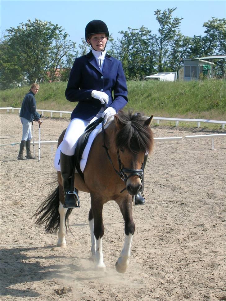 Islænder Sunshine **solgt** - 2006.. puha det var lidt hårdt:S billede 10