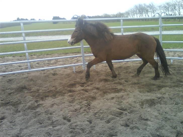 Islænder Ekil Fra Mundelstrup*DØD* billede 14