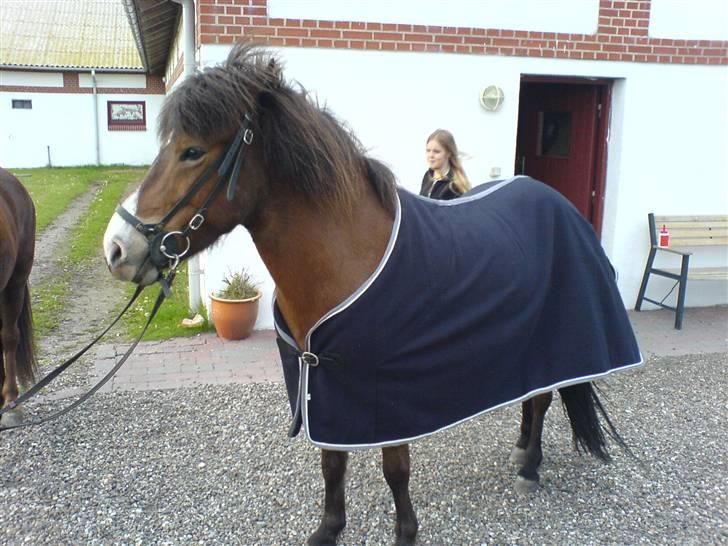 Islænder Ekil Fra Mundelstrup*DØD* billede 15