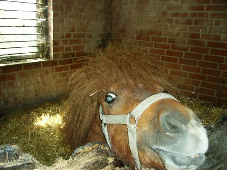 Miniature Teodor(solgt) - den smukke i boksen billede 15