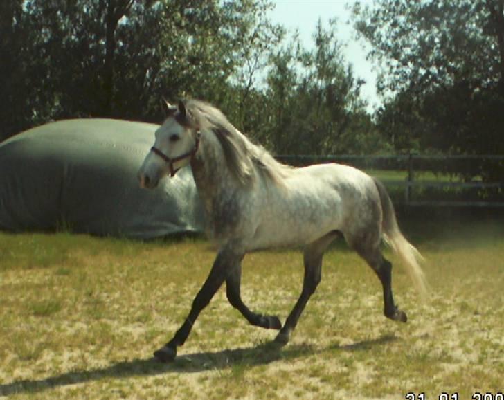 Pura Raza Española EBANO AG                  - Første dag på fold i Danmark billede 1