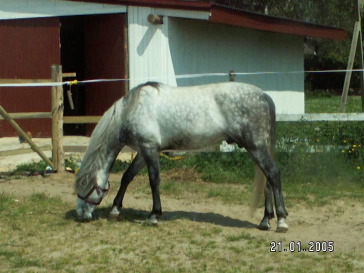 Pura Raza Española EBANO AG                  billede 3