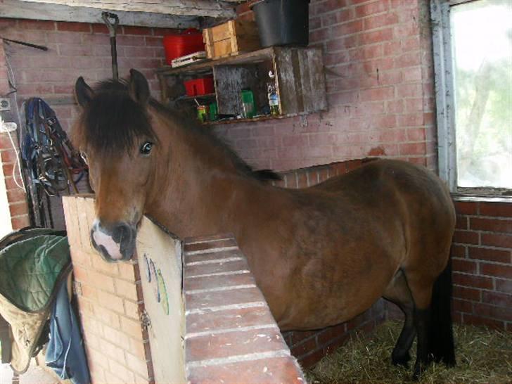 Dartmoor smut billede 8