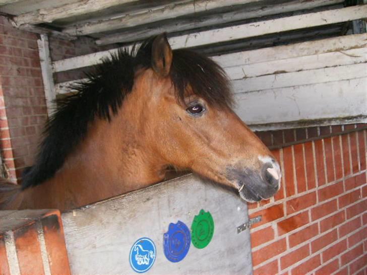 Dartmoor smut billede 10