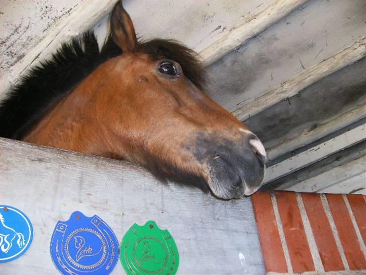 Dartmoor smut billede 13