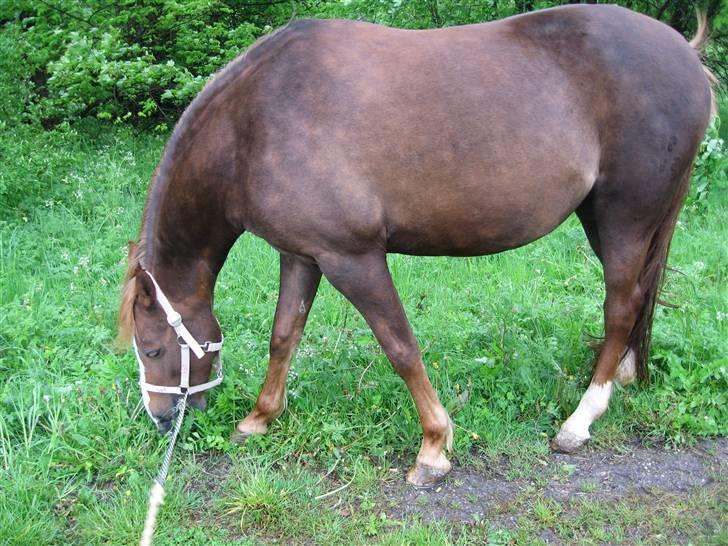 DSP Lori *død* R.I.P. billede 9