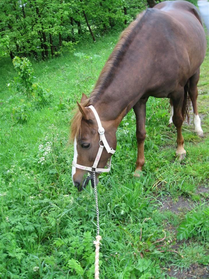 DSP Lori *død* R.I.P. billede 10