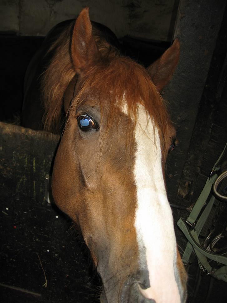 DSP Lori *død* R.I.P. - hun blev aflivet dagen efter. det er det sidste billede der nogensinde blev taget af hende billede 12