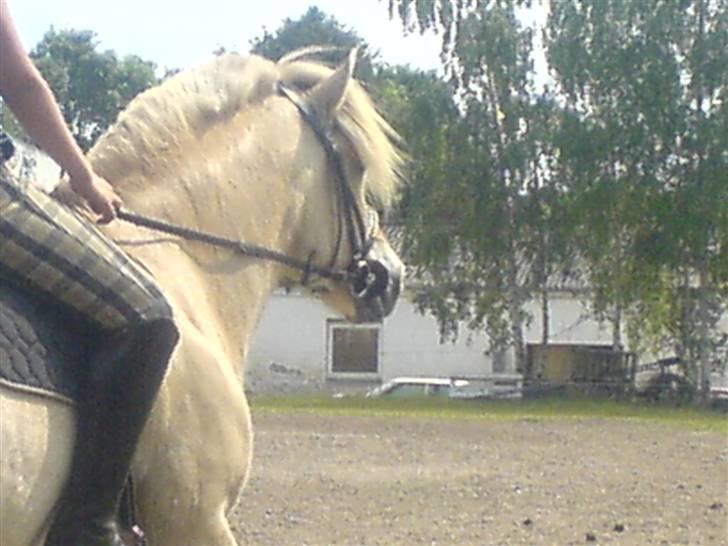 Fjordhest Bella <3 - Arbejder lidt med den dejlige ;) [Fotograf: Emilie] billede 2