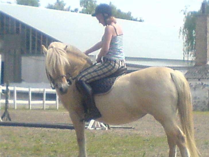 Fjordhest Bella <3 - Bøjer lige halsen på hende ;) [Fotograf: Emilie] billede 3