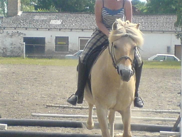 Fjordhest Bella <3 - Lige landet :D [Fotograf: Emilie] billede 5