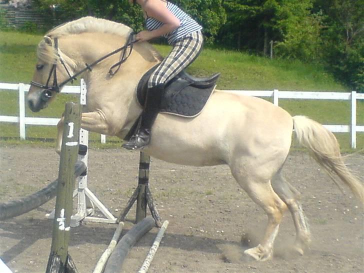 Fjordhest Bella <3 - Bella springer :D 50 cm. kun , (Det var mega varmt derfor ik så højt) [Fotograf: Emilie] billede 6