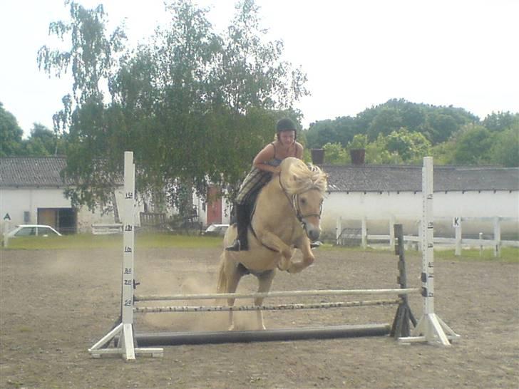 Fjordhest Bella <3 - Springer en tribblebar på 50 cm ;D [Fotograf: Emilie] billede 7
