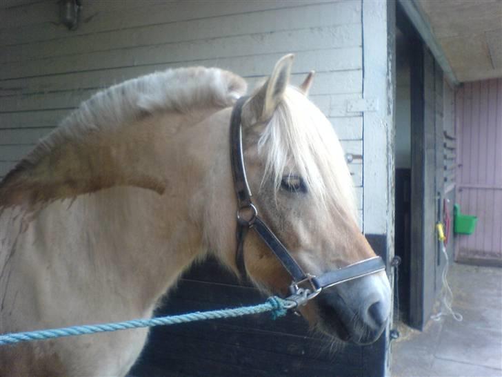 Fjordhest Bella <3 - Efter ridning :D Lige blevet spoolet :D [Fotograf: Mig] billede 8