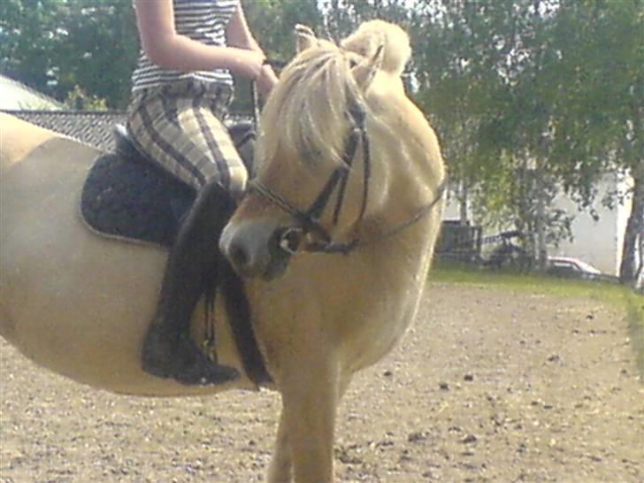 Fjordhest Bella <3 - Bøjer lige halsen den anden vej :D [Fotograf: Emilie] billede 10