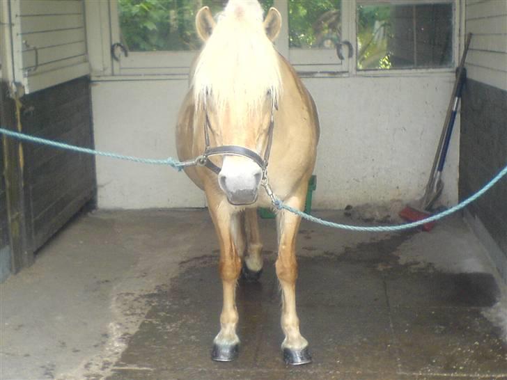 Fjordhest Bella <3 - Bella som er FLÆSKE fed (Nej hun er IK gravid) kan os ligne en haffer :D [Fotograf: Mig] billede 12