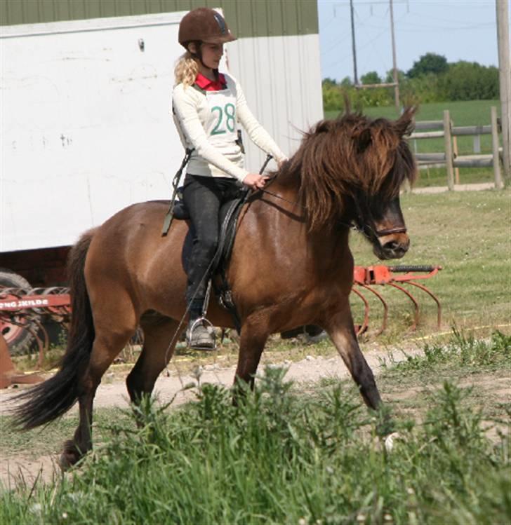 Islænder Dúna fra Odal <3 - Dúna og jeg til randverstævne <3 billede 1