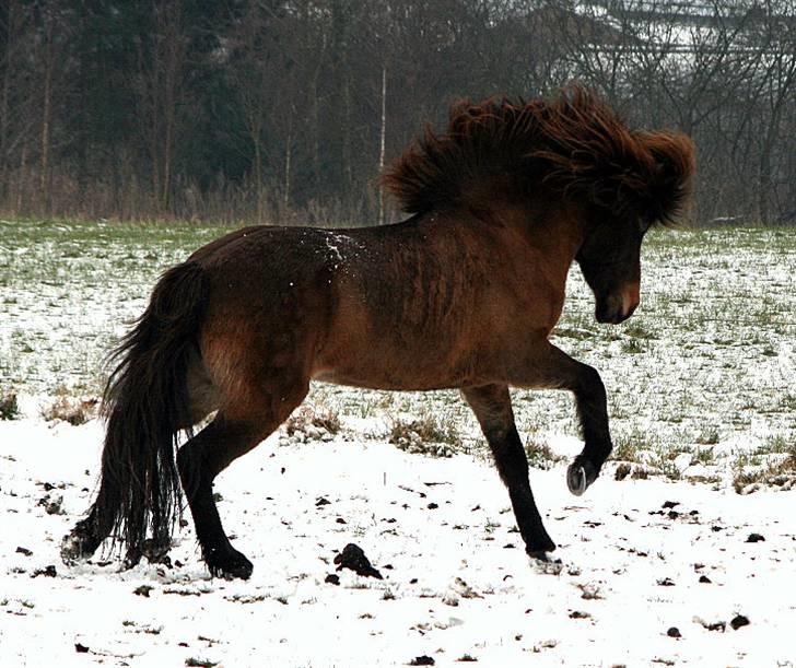 Islænder Dúna fra Odal <3 - Duna <3 billede 2