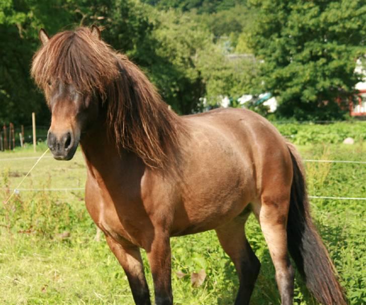 Islænder Dúna fra Odal <3 - Dúna på folden lige da jeg havde fået hende :) billede 3