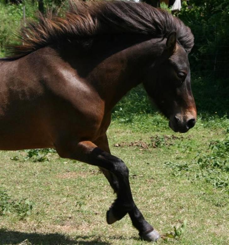 Islænder Dúna fra Odal <3 billede 4