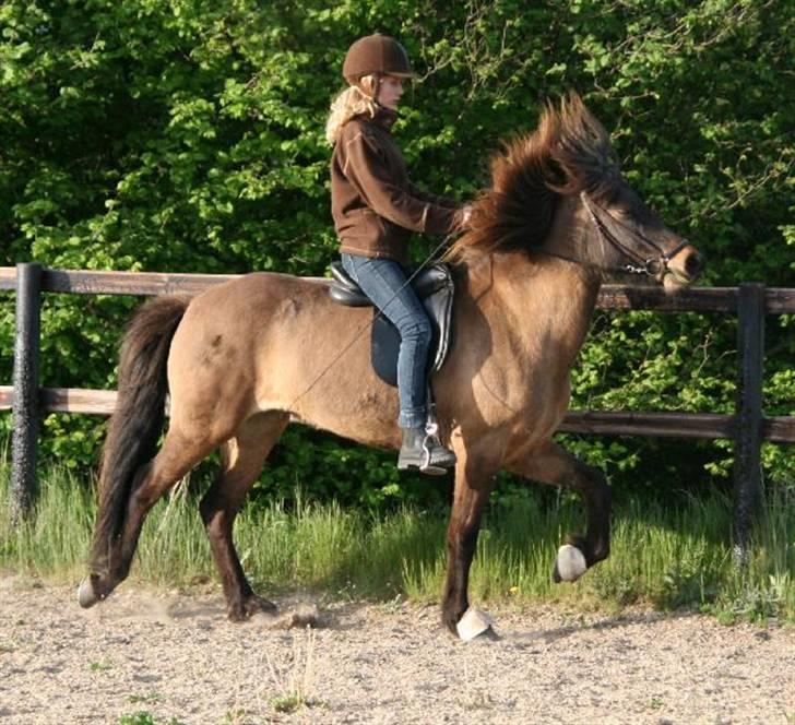 Islænder Dúna fra Odal <3 - *NYT* Tølt <3 billede 5