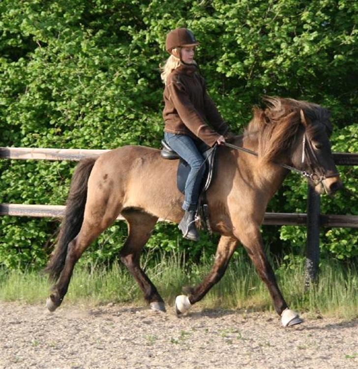 Islænder Dúna fra Odal <3 - Nyt trav billede billede 6