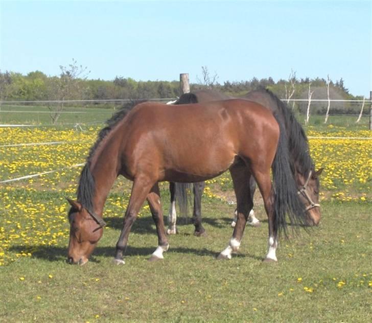 Palomino Charming Miss-Behaving  billede 11