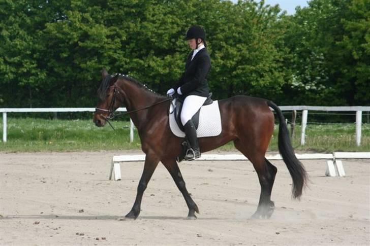 Traver Medea Fønix R.I.P. - Igen Medea og jeg til stævne 17 maj 2008. Vi vandt klassen <3 billede 13