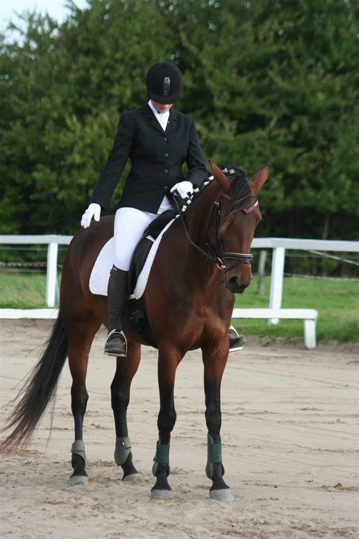 Traver Medea Fønix R.I.P. - *Foto Picola.dk* billede 14