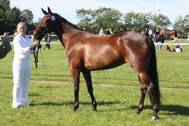 Traver Medea Fønix R.I.P. - Store Hestedag 2010 fik 9 i helhed og indstillet til Dagens Hest billede 16