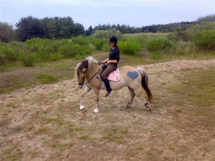 Fjordhest Lotte - Lotte billede 6