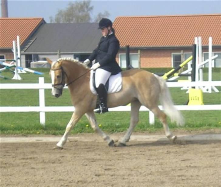 Haflinger Artist Junior - Stævne AUGR hvor vi fik to 1 pladser billede 10