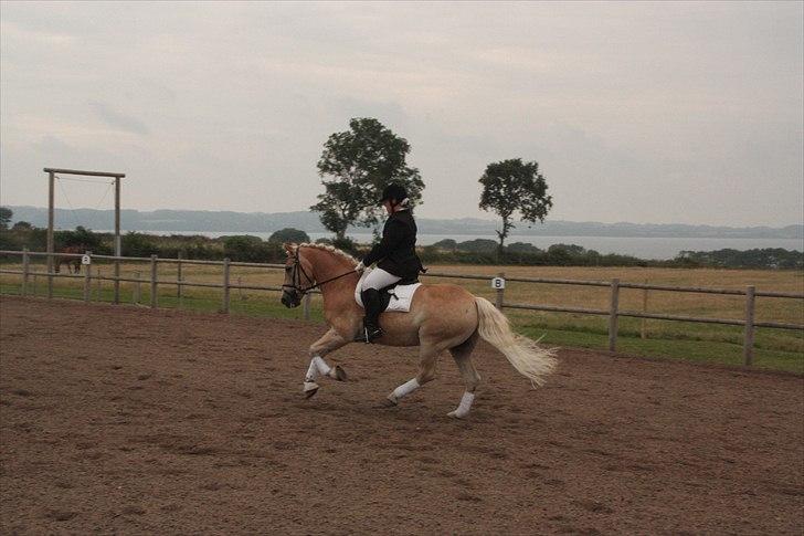 Haflinger Artist Junior billede 11