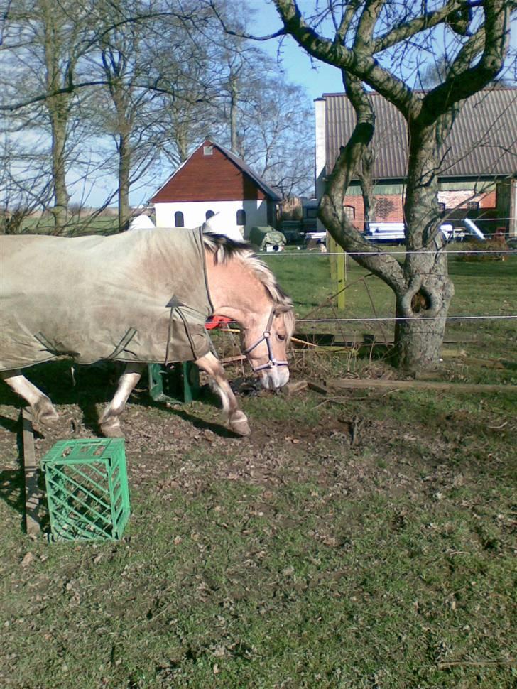 Fjordhest Lotte - Hun ville have taget springet hvis jeg havde sat det op, øv :) billede 7